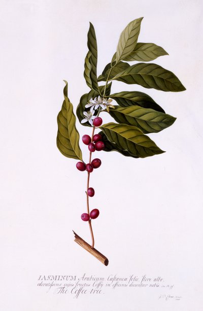 コーヒーの木、1743年頃（手塗りの彫刻） 作： ゲオルグ・ディオニシウス・エーレット
